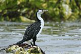 Pied Cormorantborder=